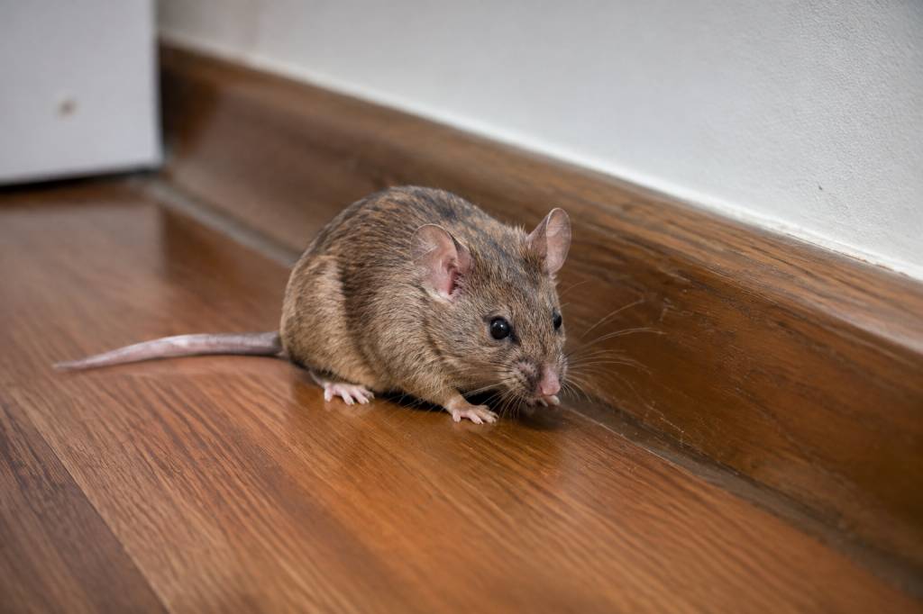 Pourquoi j’ai des souris chez moi ? Cause et solutions pour s’en débarrasser