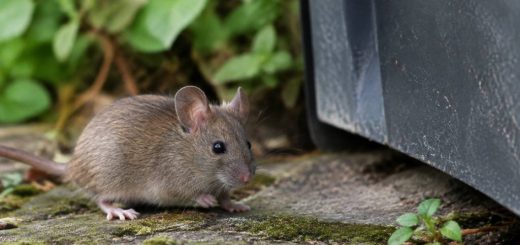 Odeur urine souris : comment l’identifier et s’en débarrasser ?