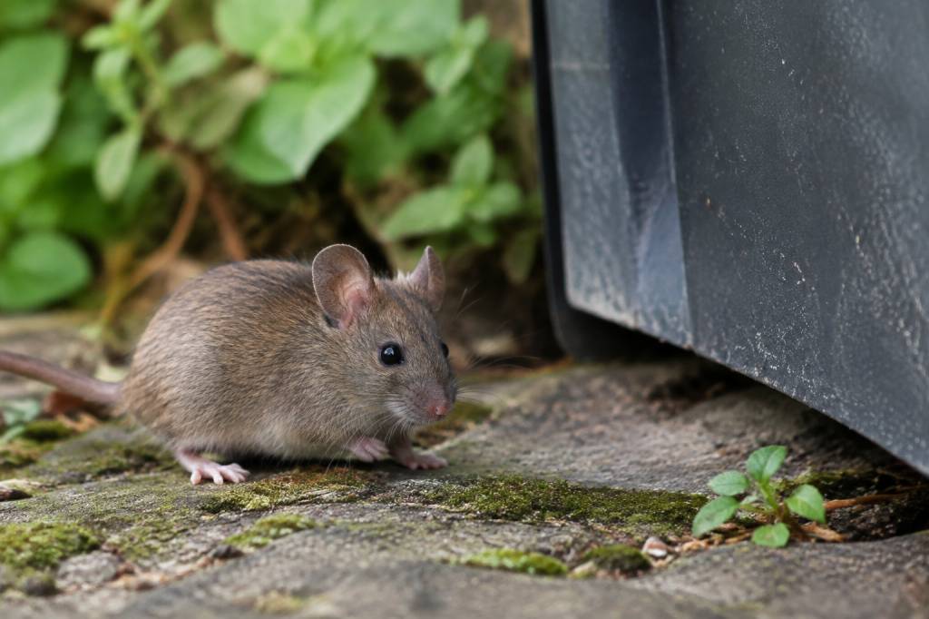Odeur urine souris : comment l’identifier et s’en débarrasser ?
