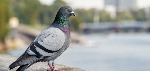 Pigeon : maladie transmissible à l’homme, quels risques pour la santé ?