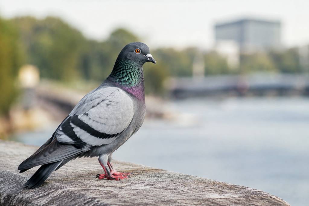 Pigeon : maladie transmissible à l’homme, quels risques pour la santé ?