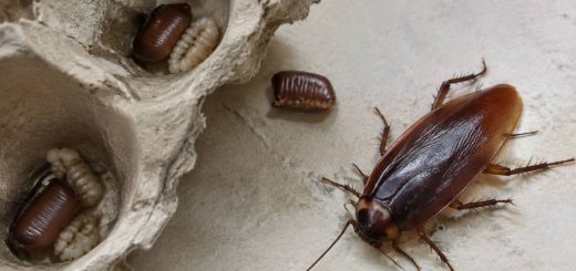 Œufs de cafards : comment les reconnaître et s’en débarrasser en toute sécurité