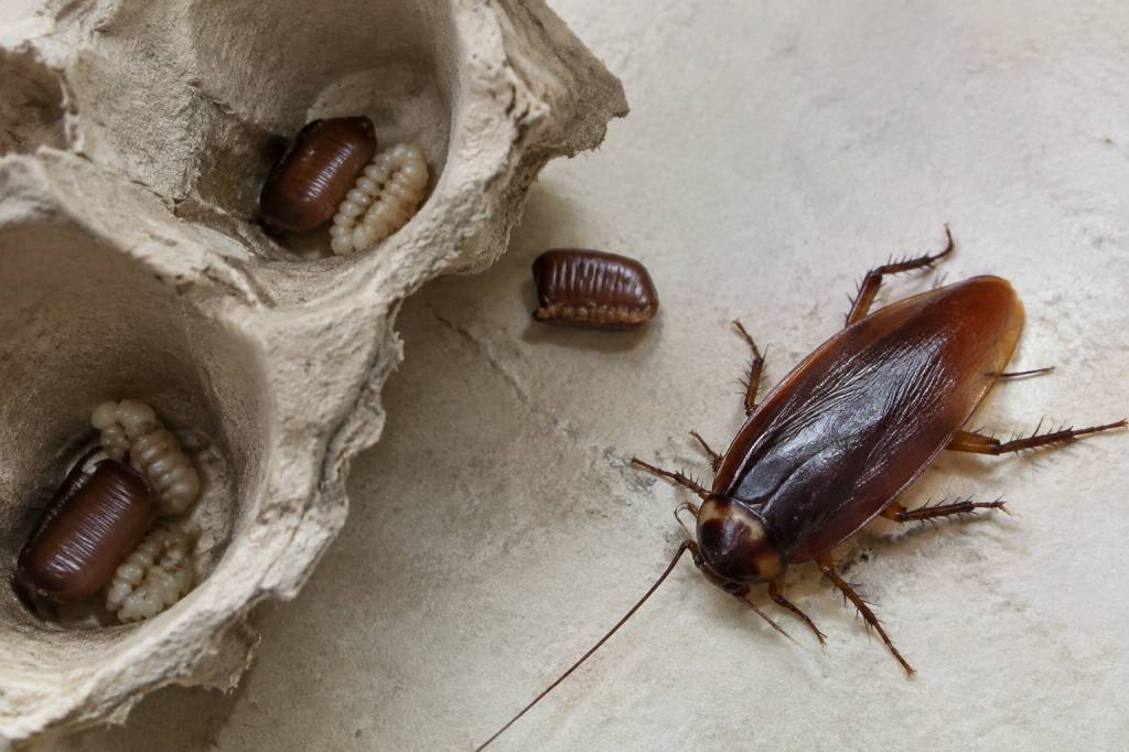 Œufs de cafards : comment les reconnaître et s’en débarrasser en toute sécurité