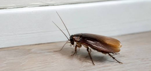 Cafard volant maison : comment l’identifier et s’en débarrasser ?