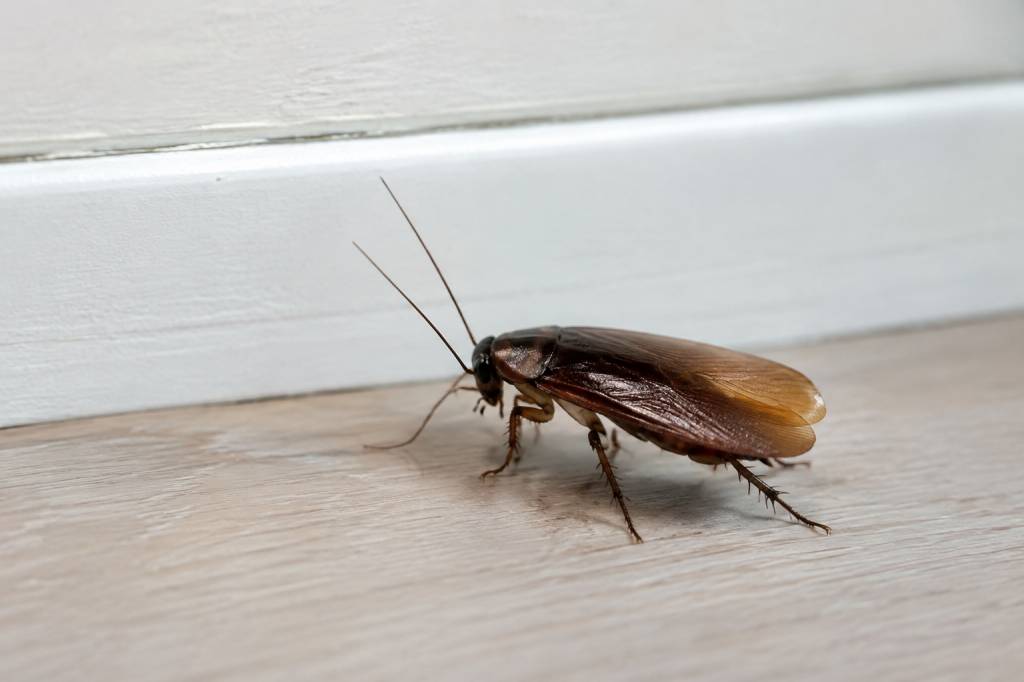 Cafard volant maison : comment l’identifier et s’en débarrasser ?