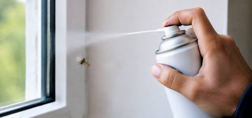 Psychodidae : comment s’en débarrasser ?