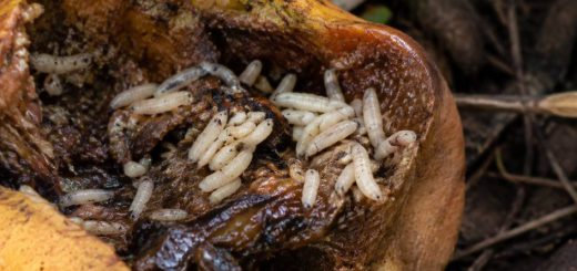 Asticots de mouche : comment les identifier et s’en débarrasser