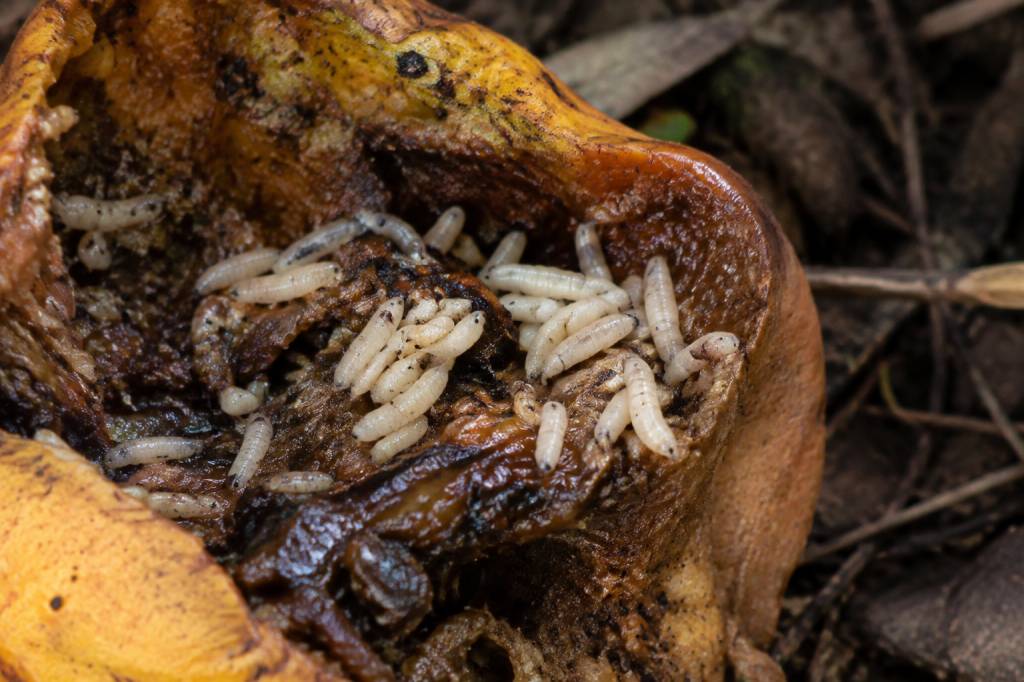 Asticots de mouche : comment les identifier et s’en débarrasser