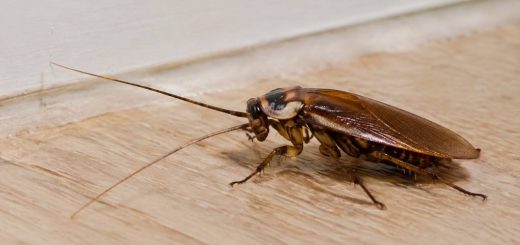 Blatte volante : comment l’identifier et s’en débarrasser ?