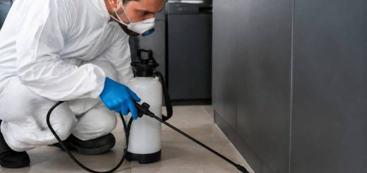 Cafard Lyon : trouver une solution efficace contre les cafards à Lyon