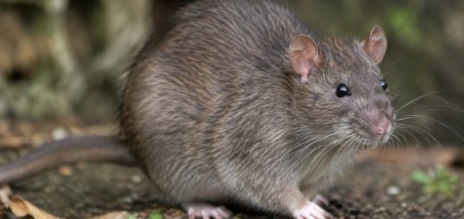 Race de rat sauvage : caractéristiques et habitat en France