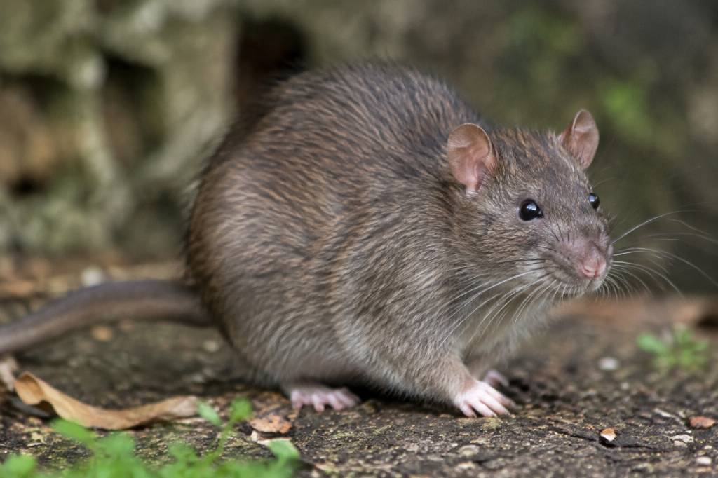 Race de rat sauvage : caractéristiques et habitat en France