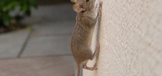 Souris qui monte au mur : causes et solutions pour l’empêcher
