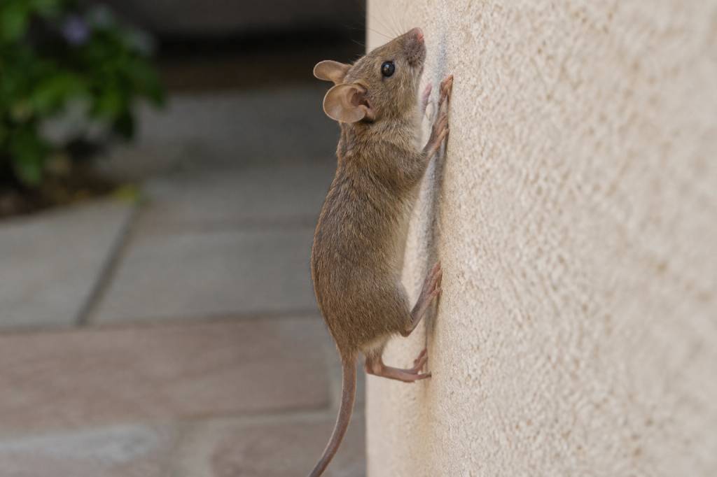 Souris qui monte au mur : causes et solutions pour l’empêcher