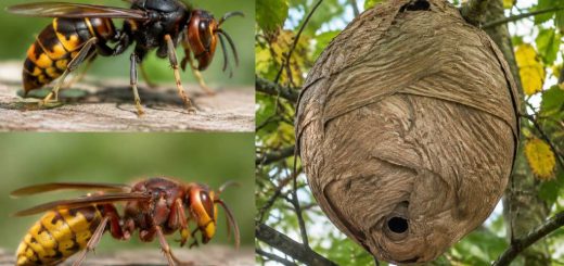 Insecte volant dangereux : reconnaître le frelon asiatique et réagir face à un nid