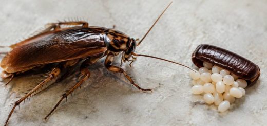 Cafard œufs : comment les reconnaître et s’en débarrasser ?