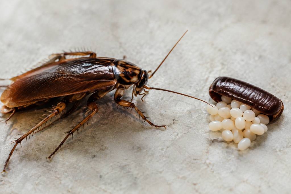 Cafard œufs : comment les reconnaître et s’en débarrasser ?