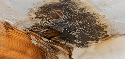 Mérule noire : reconnaître et comprendre ce champignon nuisible