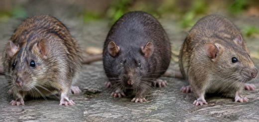 Espèces de rats : comment les reconnaître et les différencier