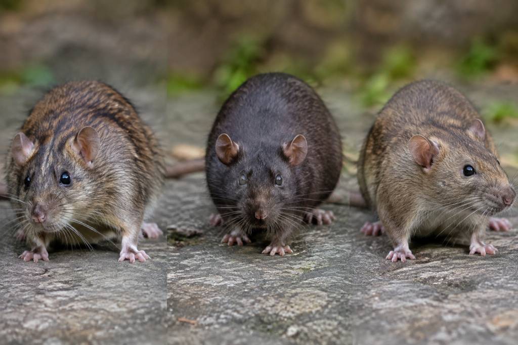 Espèces de rats : comment les reconnaître et les différencier