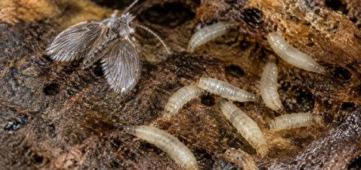 Larves de psychodidae : identification et moyens de lutte