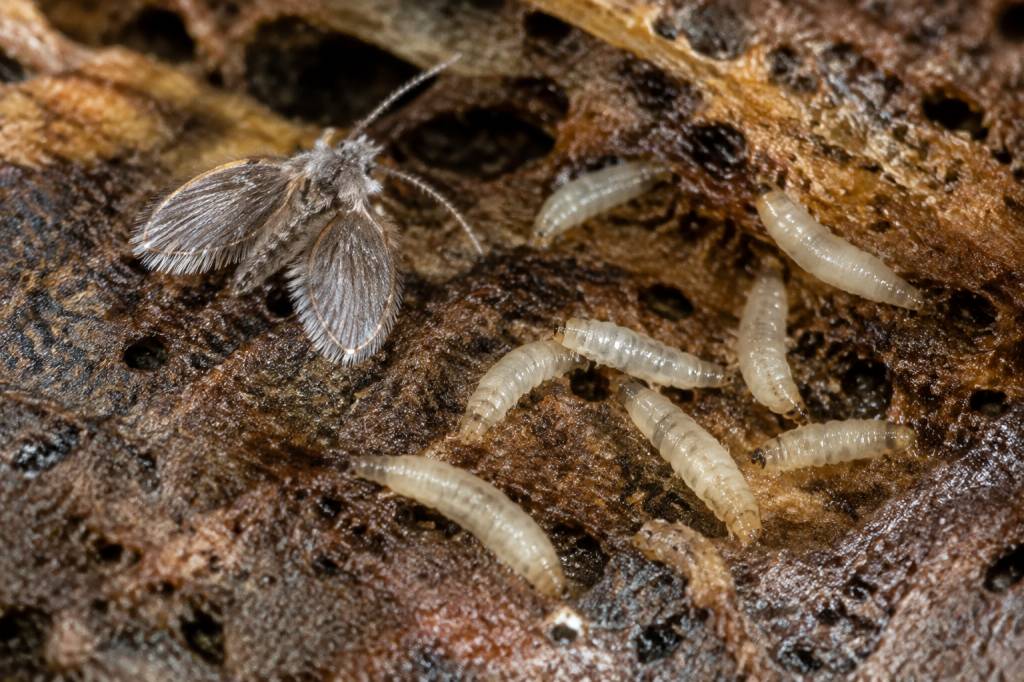 Larves de psychodidae : identification et moyens de lutte