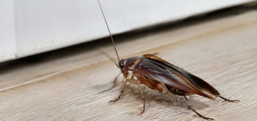 Cafards volants maison : comment les reconnaître et s’en débarrasser