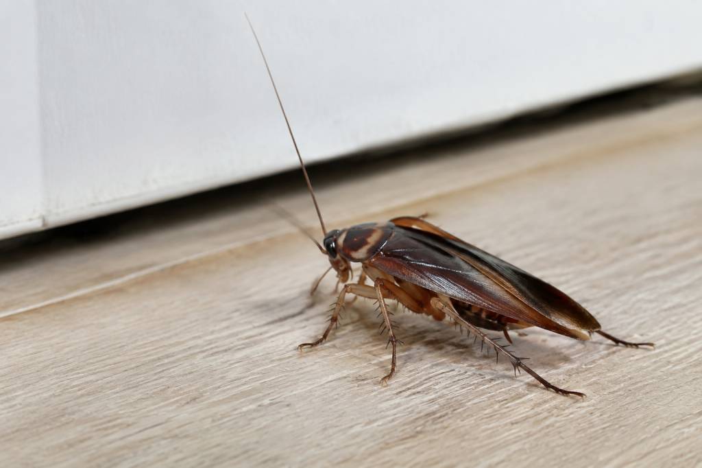 Cafards volants maison : comment les reconnaître et s’en débarrasser