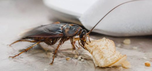 Que mangent les blattes ? ce qu’il faut savoir sur leur alimentation