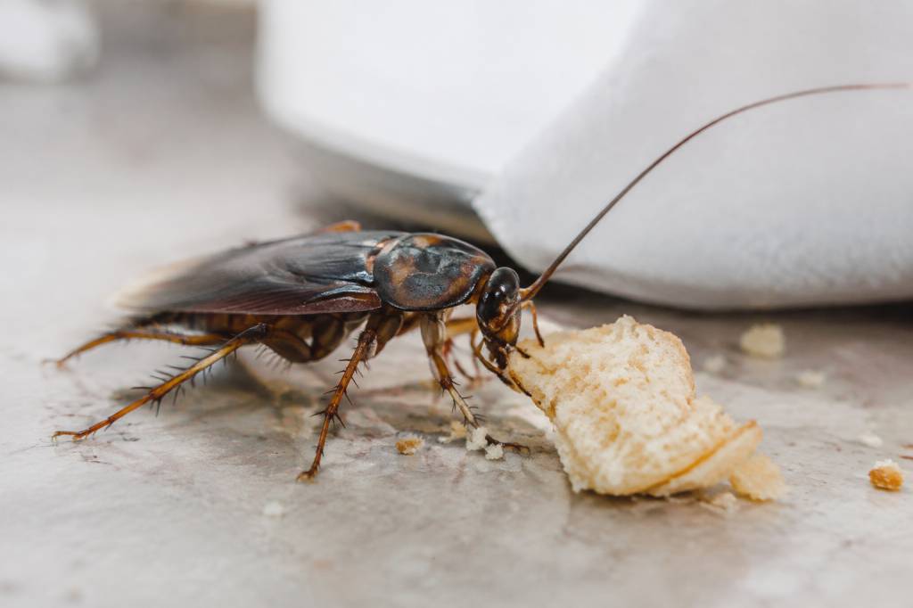 Que mangent les blattes ? ce qu’il faut savoir sur leur alimentation