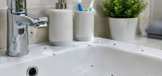 Moucherons salle de bains : comment s’en débarrasser ?
