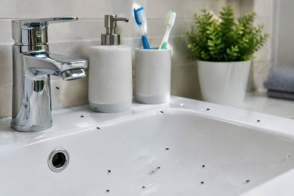Moucherons salle de bains : comment s’en débarrasser ?