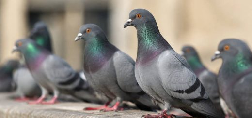 Pigeons : maladies transmissibles à l’homme