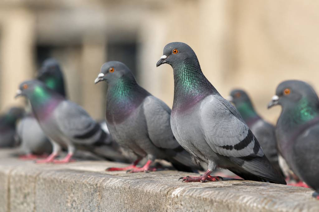 Pigeons : maladies transmissibles à l’homme