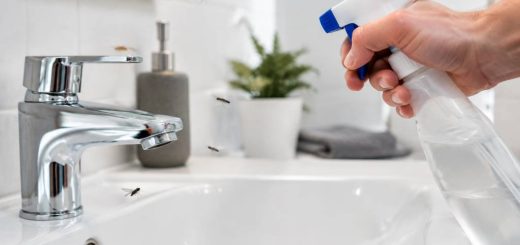 Moucheron salle de bain : comment s’en débarrasser ?