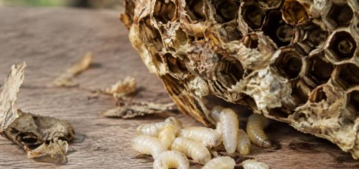 Asticots blancs : comment les reconnaître et s’en débarrasser ?
