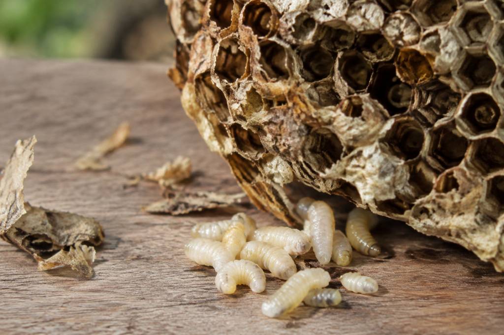Asticots blancs : comment les reconnaître et s’en débarrasser ?
