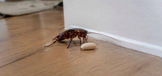 Maison avec un œuf de cafard : comment l’identifier et s’en débarrasser ?