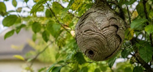 Nid de souris dans le jardin : comment l’identifier et s’en débarrasser ?