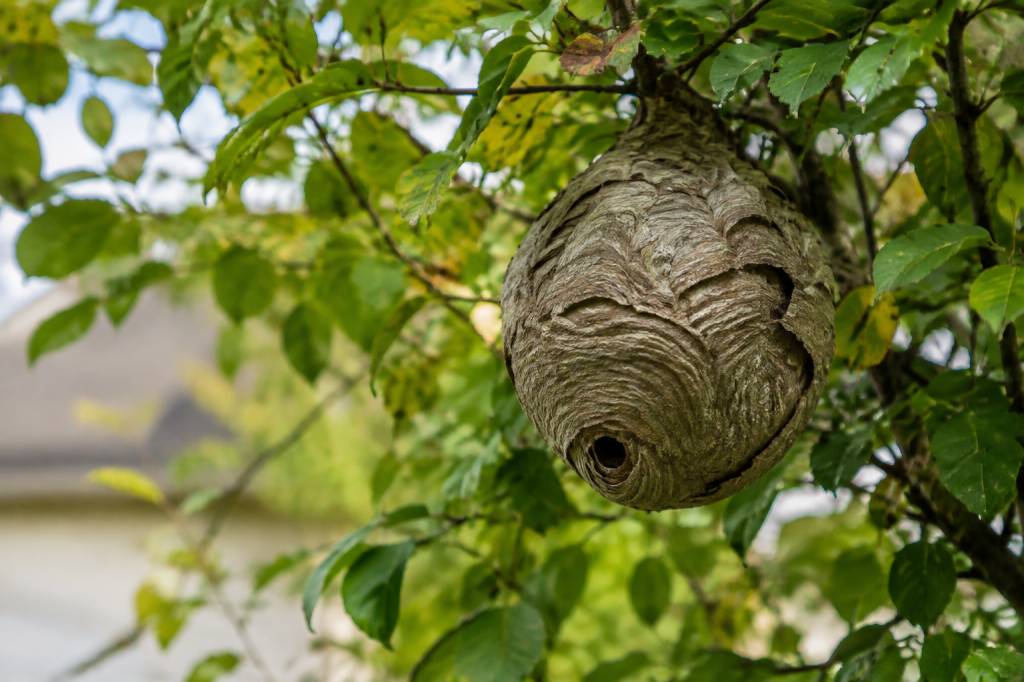 Nid de souris dans le jardin : comment l’identifier et s’en débarrasser ?