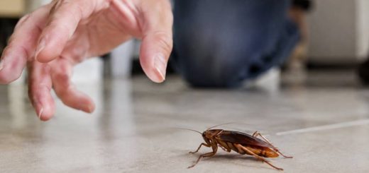 Cafard dangereux pour l’homme : quels risques pour la santé ?