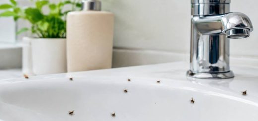Petites mouches salle de bain : comment s’en débarrasser ?