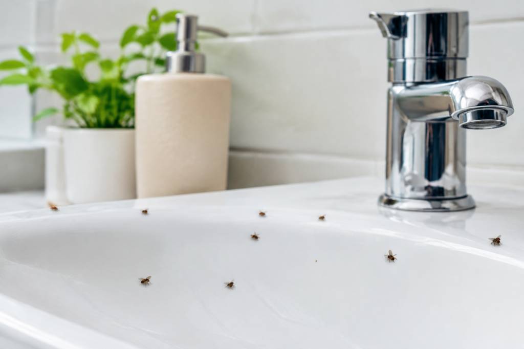 Petites mouches salle de bain : comment s’en débarrasser ?