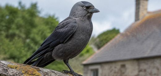 Choucas nuisible : réglementation et solutions pour protéger les bâtiments en France