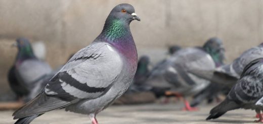 Pigeon : maladie transmissible à l’homme ?