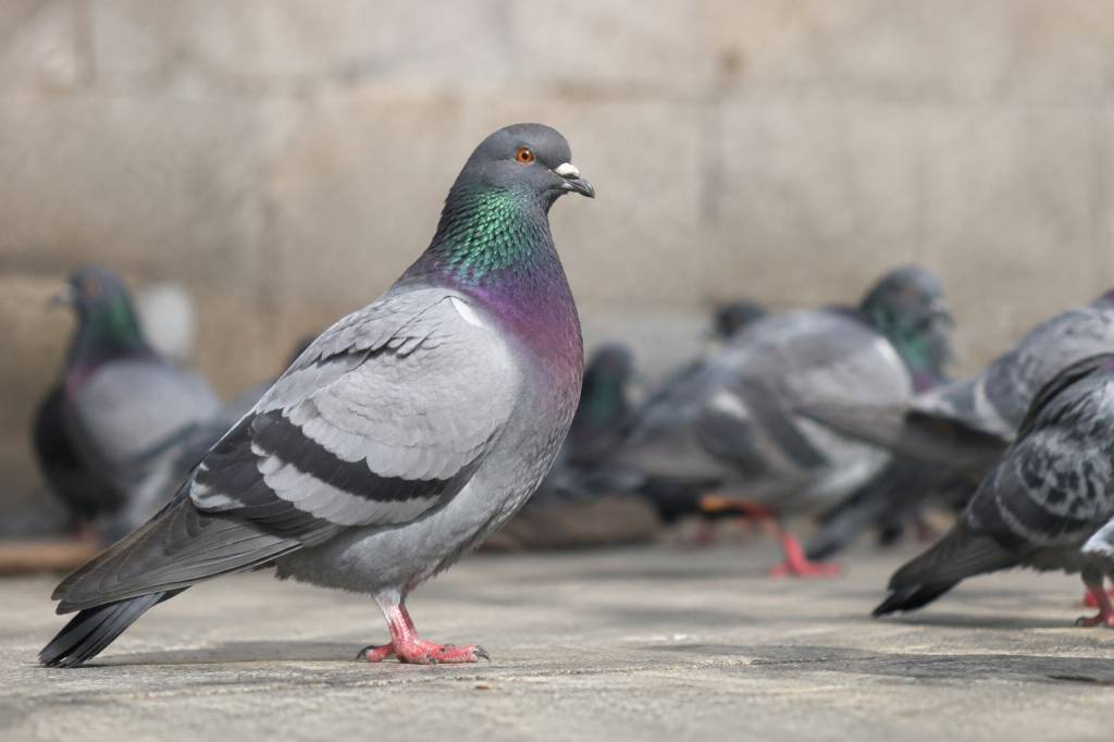 Pigeon : maladie transmissible à l’homme ?