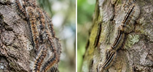 Différence entre chenille processionnaire du pin et du chene