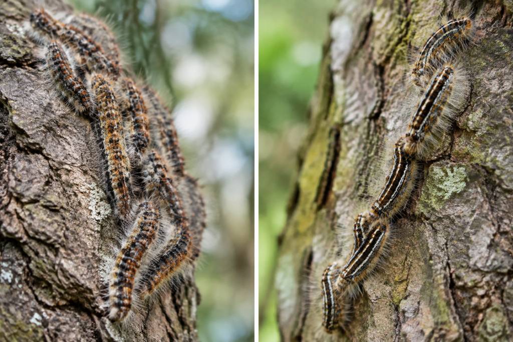 Différence entre chenille processionnaire du pin et du chene